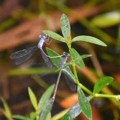 Lestes praemorsus