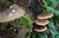 Pluteus