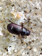 Parataenius simulator