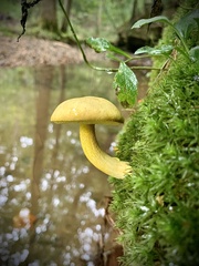 Retiboletus ornatipes