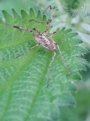Oligolophinae