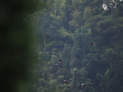 Columba pulchricollis