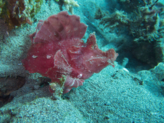 Rhinopias eschmeyeri