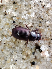 Parataenius simulator