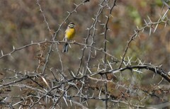 Emberiza flaviventris