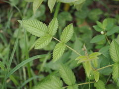 Rubus croceacanthus