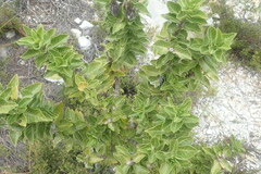 Gomphocarpus cancellatus