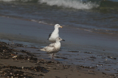Larus glaucescens