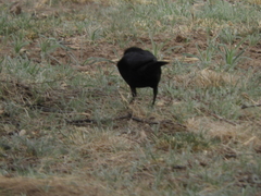 Molothrus rufoaxillaris