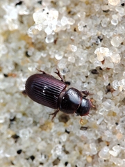 Parataenius simulator