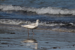 Larus glaucescens