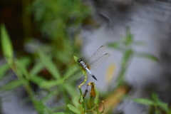 Brachydiplax chalybea