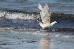 Larus glaucescens