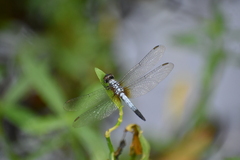 Brachydiplax chalybea