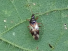 Anthocoris nemorum