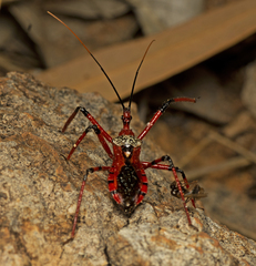 Poecilosphodrus gratiosus