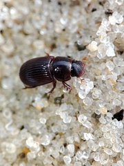 Parataenius simulator