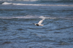 Larus glaucescens