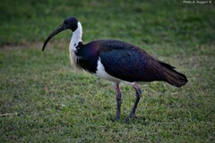 Threskiornis spinicollis