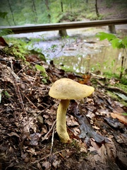 Retiboletus ornatipes