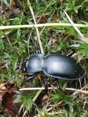 Carabus glabratus