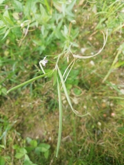 Epilobium parviflorum