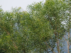 Acacia confusa