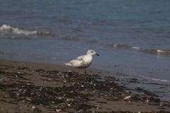 Larus glaucescens