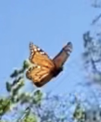 Danaus erippus