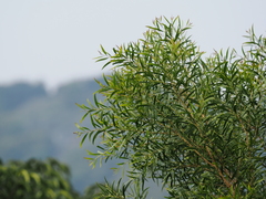 Acacia confusa