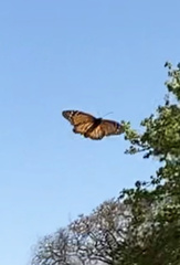 Danaus erippus