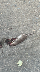 Rattus norvegicus