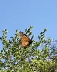 Danaus erippus