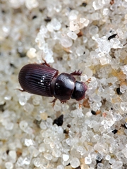 Parataenius simulator