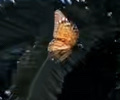 Danaus erippus