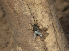 Sarconesia chlorogaster