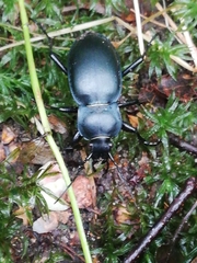 Carabus glabratus