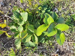Knowltonia vesicatoria