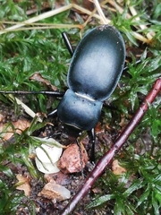 Carabus glabratus