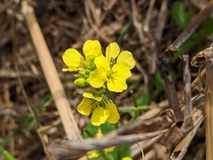 Rhamphospermum arvense