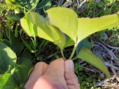 Knowltonia vesicatoria