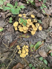 Desarmillaria