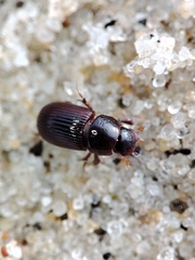 Parataenius simulator