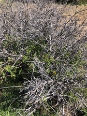 Rhus aromatica simplicifolia
