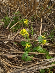 Rhamphospermum arvense