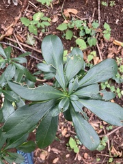 Daphne laureola