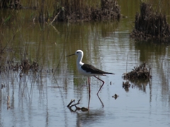 Himantopus himantopus