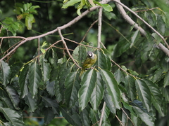 Spizixos semitorques