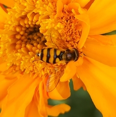 Eupeodes latifasciatus