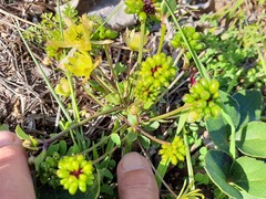 Knowltonia vesicatoria
